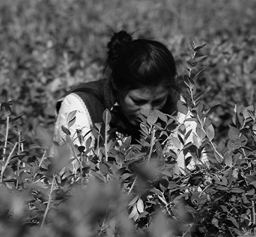 Producción de video desarrollada por Felipe Nieto en Cauquenes